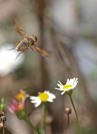 Bee fly 3 - Poecilanthrax arethusa