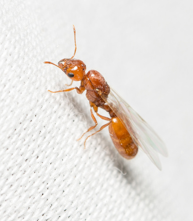 Fire ant - Solenopsis amblychila