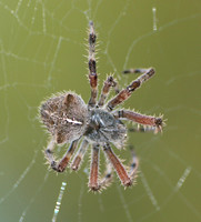 Orb weaver - Araneus gemma