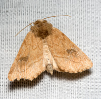 Elder Moth- Zotheca tranquilla