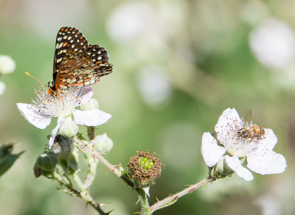 Variable checkerspot - Euphydryas chalcedona