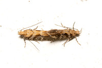 Twirler moth - Aristotelia sp.