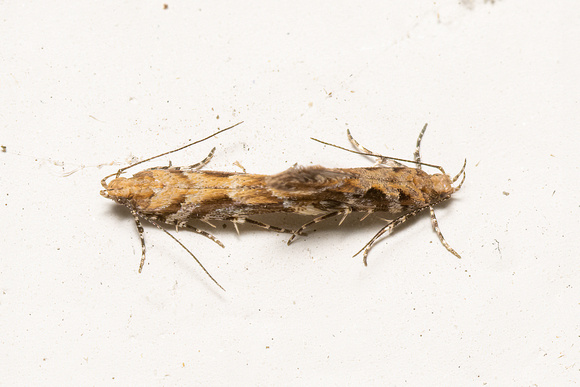 Twirler moth - Aristotelia sp.