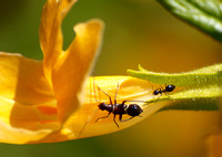 Plant bug - Closterocoris amoenus