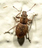 Fuller rose beetle - Pantomorus cervinus