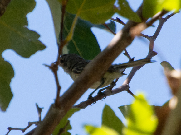 Bell's Vireo  - Vireo bellii