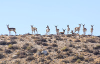 Pronghorn - Antilocapra americana