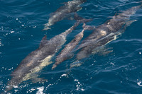 Long-beaked common dolphin - Delphinus capensis