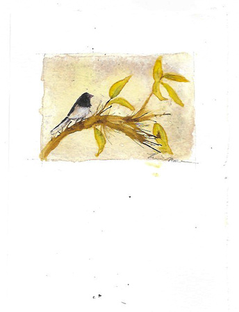 Dark-eyed Junco - Junco hyemalis