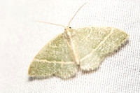 Emerald moth - Chlorochlamys appellaria