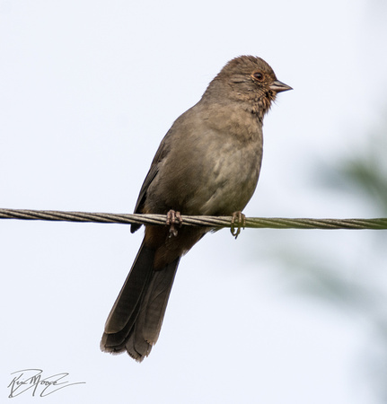 California Towhee - Melozone Crissalis