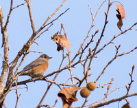 Western Bluebird - Sialia mexicana