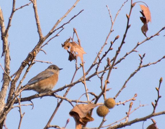 Western Bluebird - Sialia mexicana