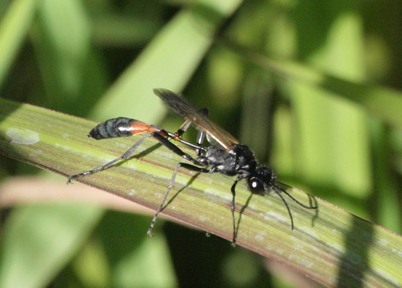 Burrowing wasp 3 - Ammophila sp.