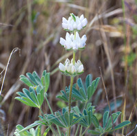 Chick Lupine - Lupinus microcarpus