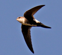 Swifts and Swallows