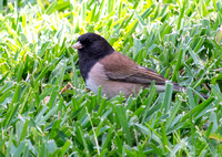 Dark-eyed Junco - Junco hyemalis