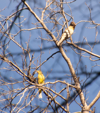 Black-headed Grosbeak - Pheucticus melanocephalus, Western Tanager - Piranga ludoviciana