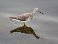 Greater Yellowlegs - Tringa melanoleuca