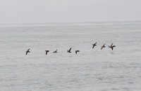 Black-vented Shearwater - Puffinus opisthomelas