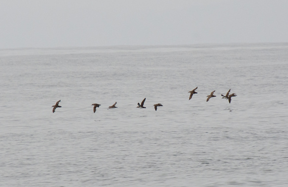 Black-vented Shearwater - Puffinus opisthomelas