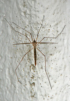 Crane fly - Tipula (triplicitipula) praecisa