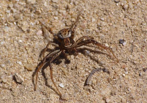 Crab spider  1 - Unidentified sp.