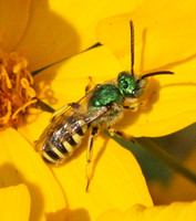 Sweat bee 1 - Agapostemon sp.