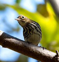 Ovenbird - Seiurus aurocapilla