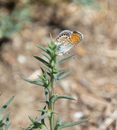 Western Pygmy-Blue - Brephidium exilis