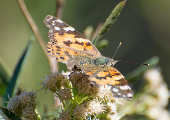 Painted lady - Vanessa cardui