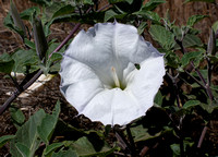 Sacred Datura - Datura wrightii