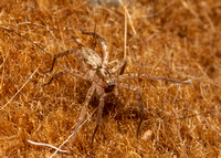 Ghost spider - Anyphaena pacifica