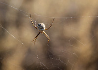 Banded argiope - Argiope trifasciata