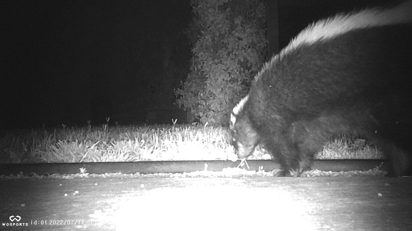 Striped skunk -  Mephitis mephitis