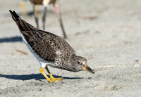 Surfbird - Calidris virgata