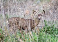 Mule Deer - Odocoileus hemionus