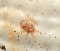 Whirligig mite