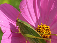 Fork-tailed bush katydid - Scudderia furcata