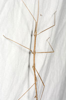 Gray Walkingstick - Pseudosermyle (straminea?)