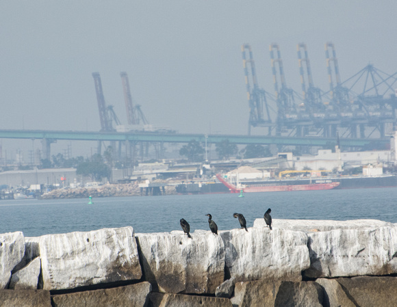 Brandt's Cormorant - Phalacrocorax penicillatus