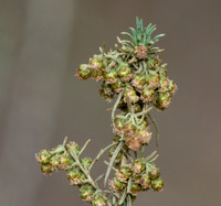 California Sagebrush - Artemisia californica