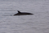 Minke Whale - Balaenoptera acutorostrata