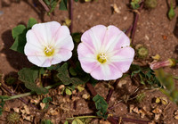 Morning Glory - Calystegia macrostegia