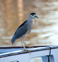 LA Birders Pelagic Trip out of Marina del Rey Sep-24-2022