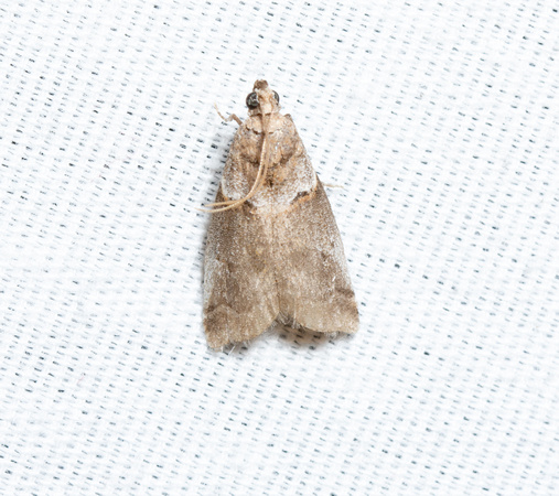 Knot-horn moth - Acrobasis sp.