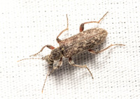 Ant-like flower beetle -  Stereopalpus sp.