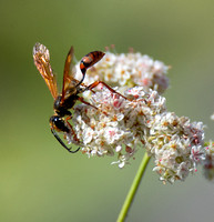 Grass carrying wasp - Isodontia elegans