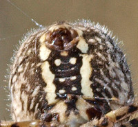 Banded argiope - Argiope trifasciata