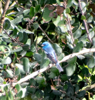 Lazuli Bunting - Passerina amoena